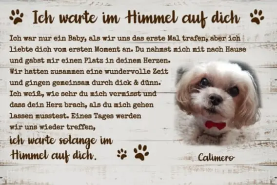 Condolence image of Renate mit Calimero im Herzen  und Mogli an meiner Seite 
