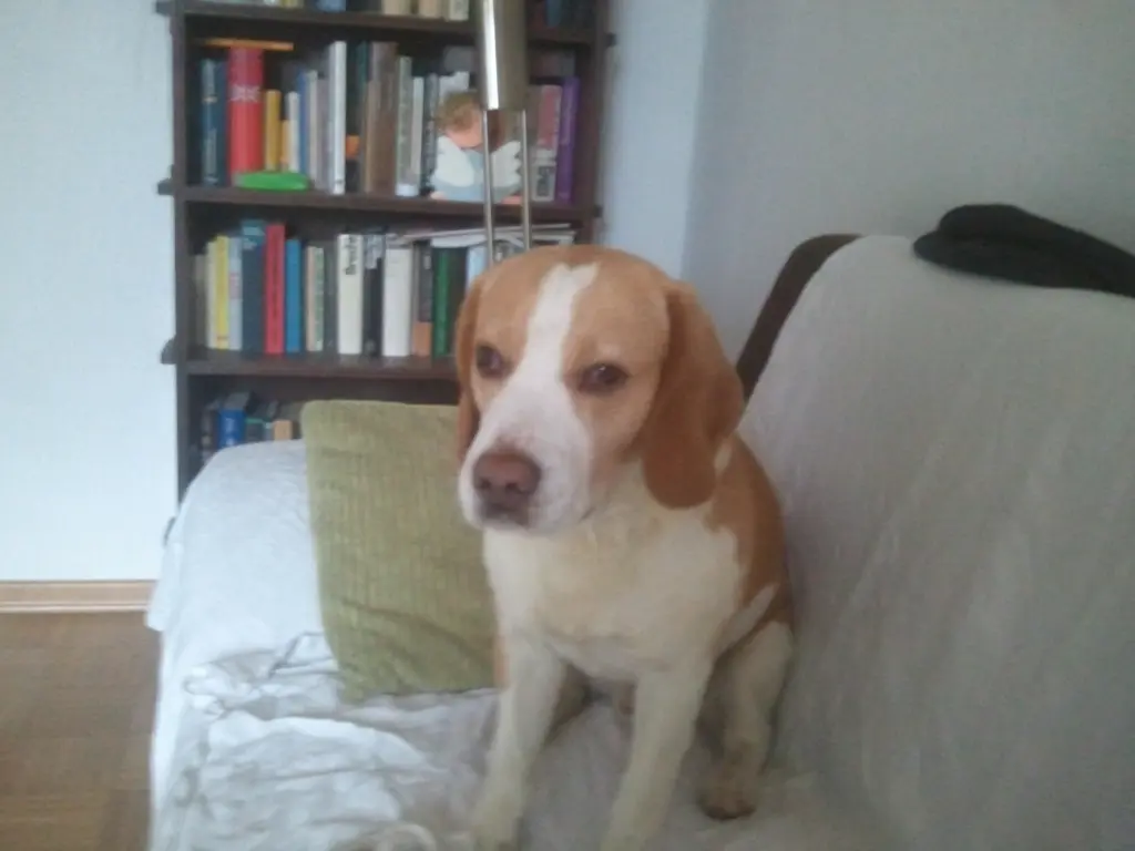 Image from Charlie