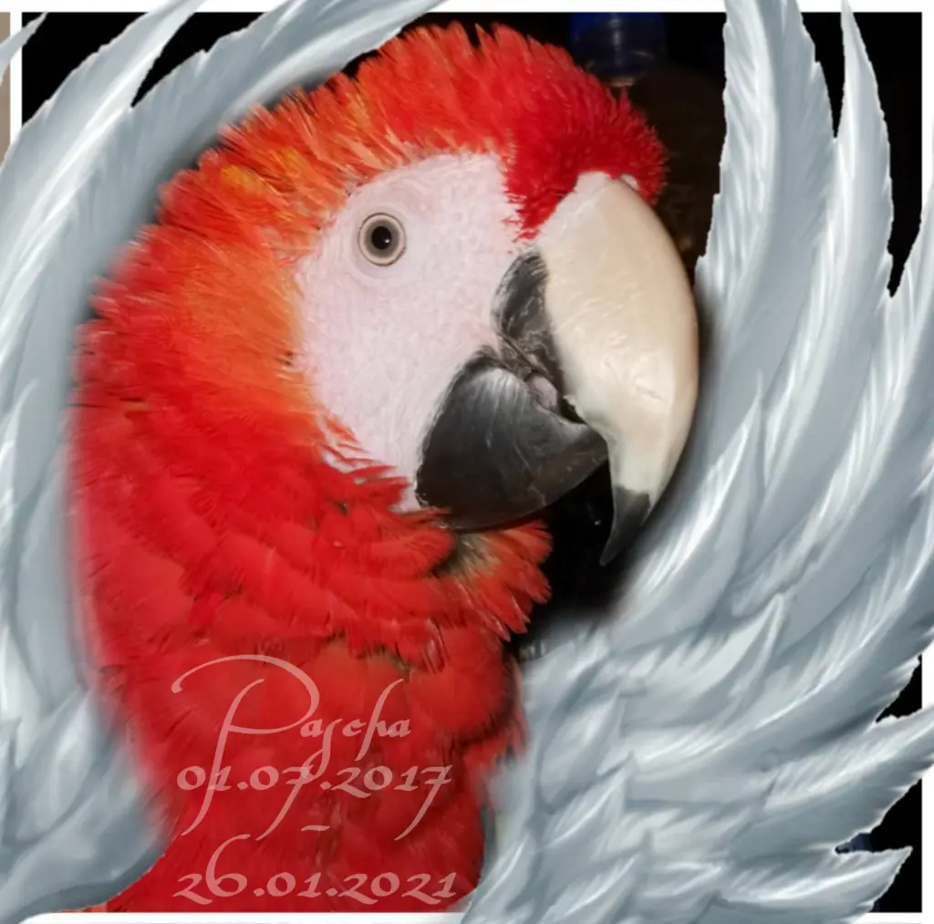 Image from Pascha