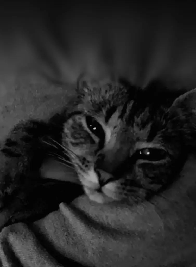 Condolence image of Deine Mama