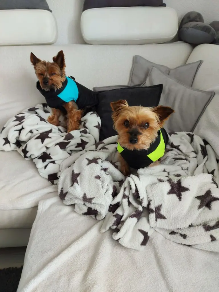 Condolence image of Elke und Frieder mit Max und Sammy