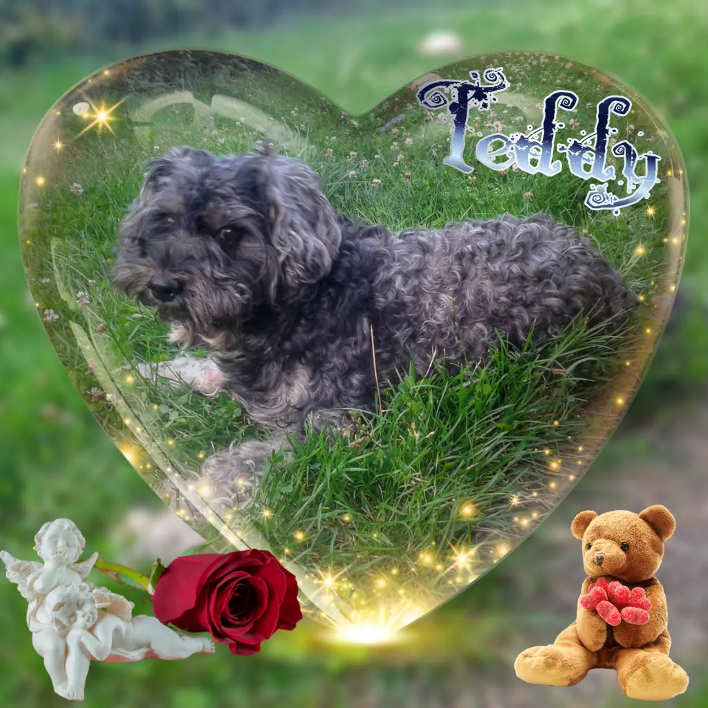 Image from Teddy