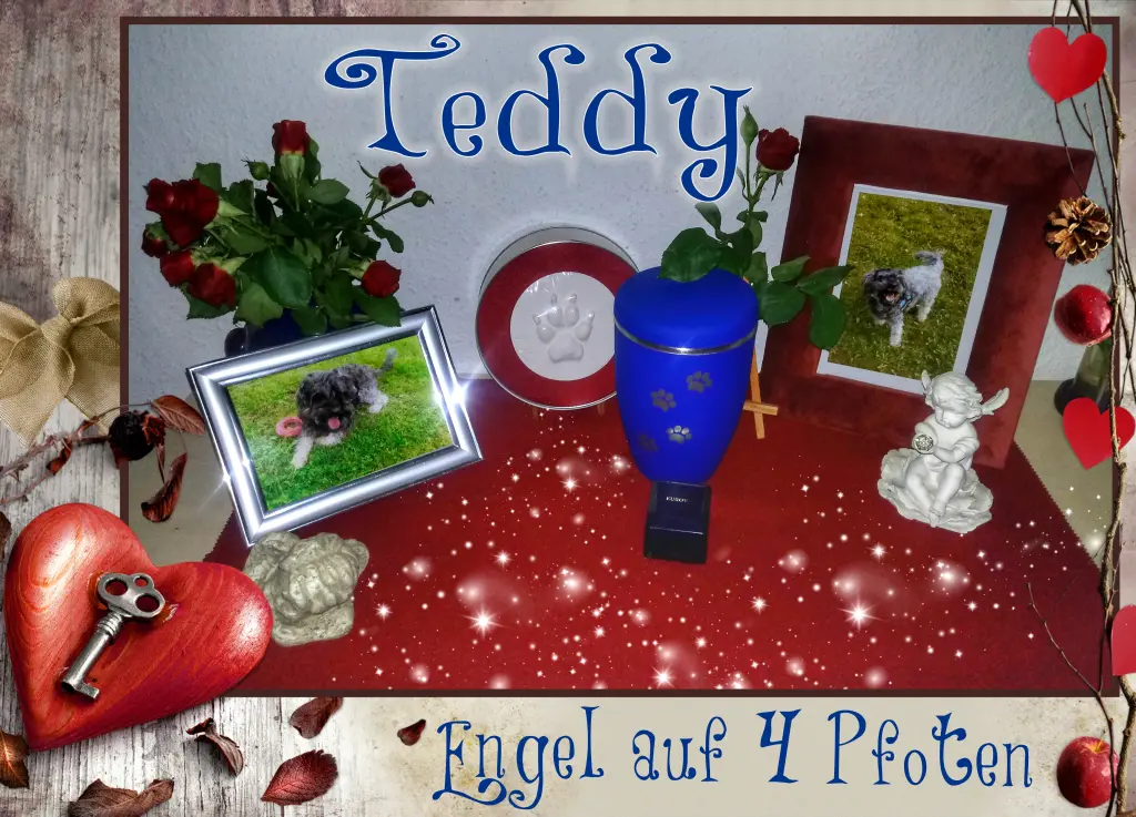 Image from Teddy