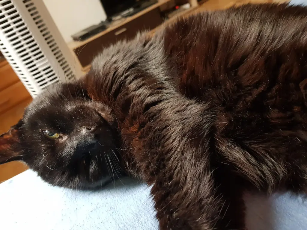 Image from Teddy