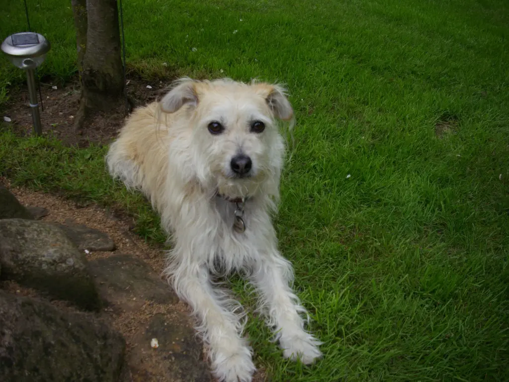 Image from Tino