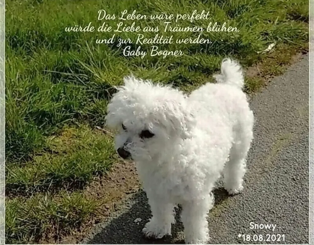 Andachtsbild von Gaby mit Snowy* im Herzen