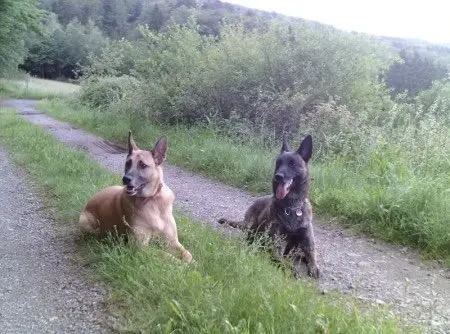 Image from Merle (Esprit)