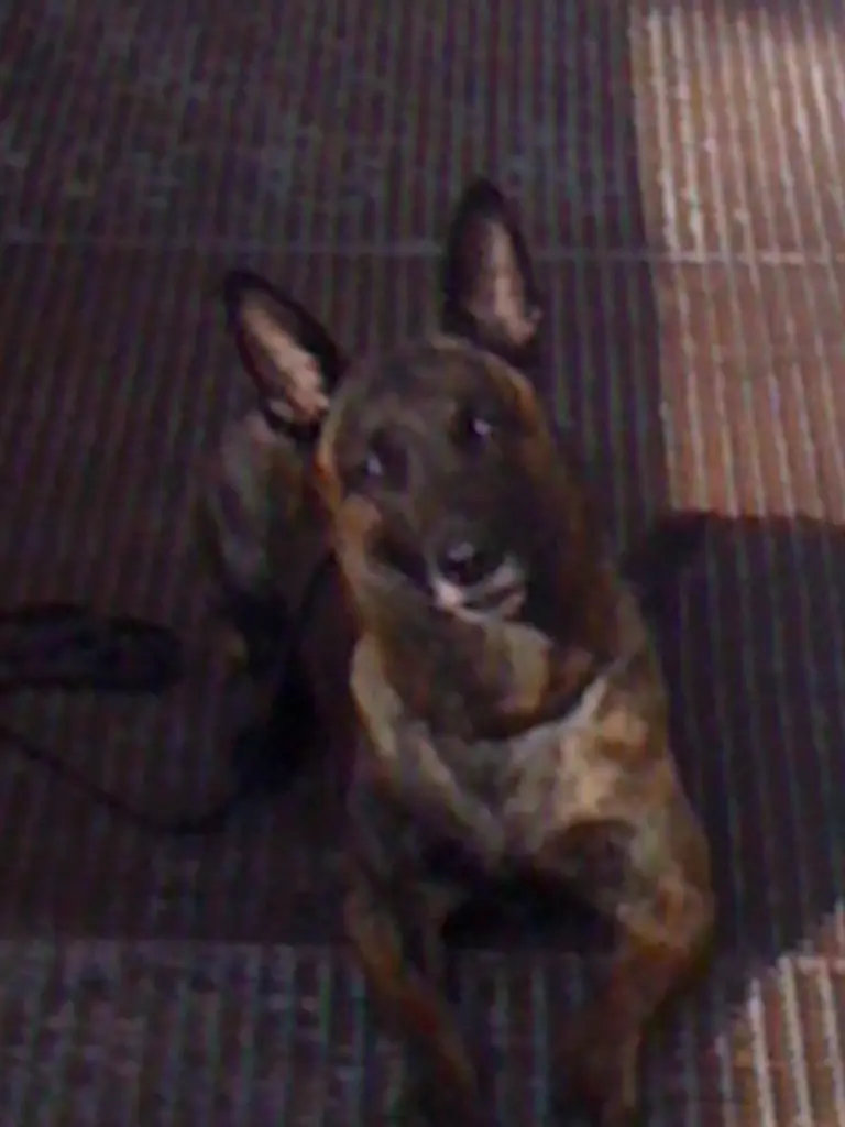 Image from Merle (Esprit)