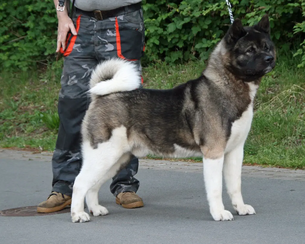 Bild von Athaba