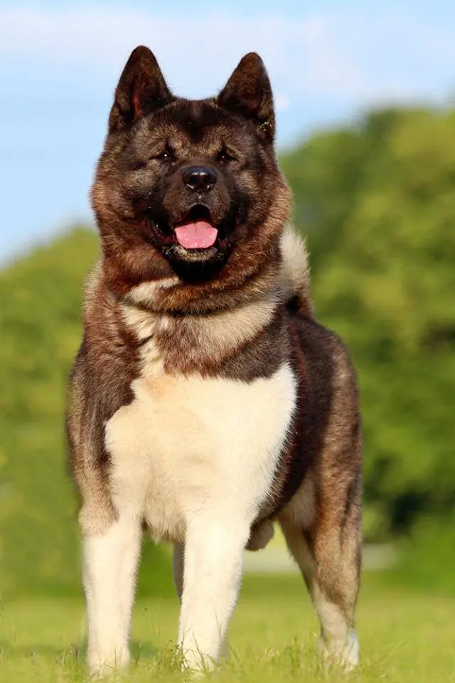 Bild von Athaba
