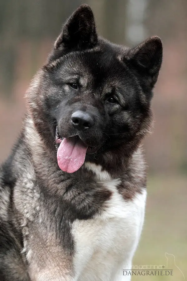 Bild von Athaba