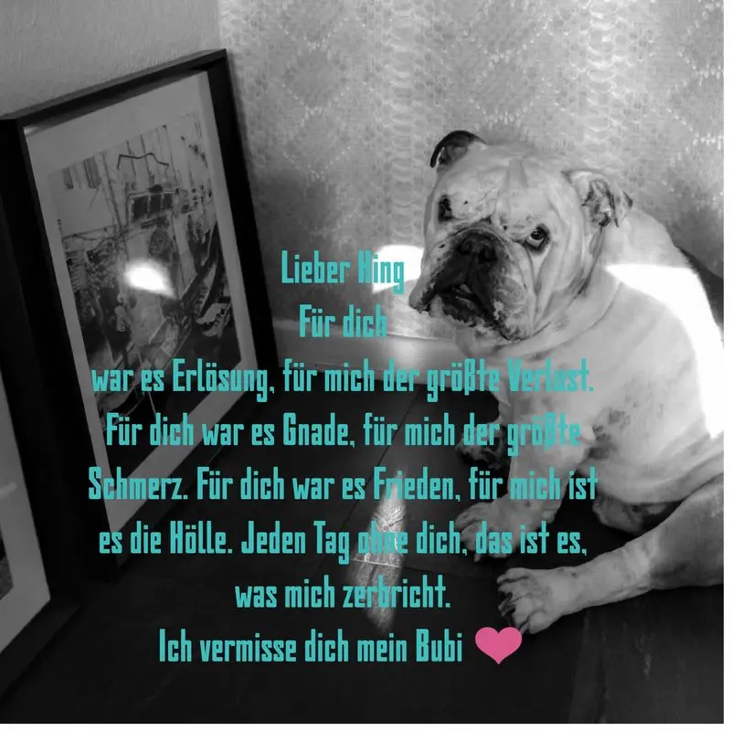 Condolence image of Yvonne mit King tief im Herzen❤️✝️13.09.2019 (eng. Bulldog)