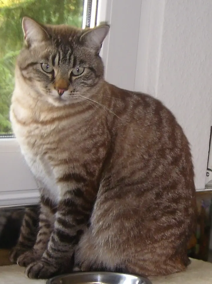 Image from Simba