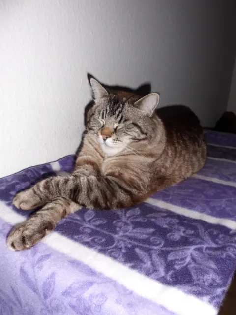 Image from Simba