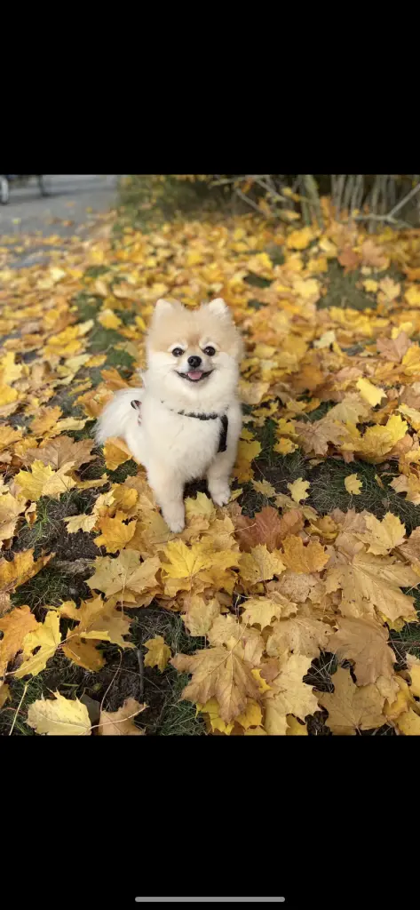 Image from Balou