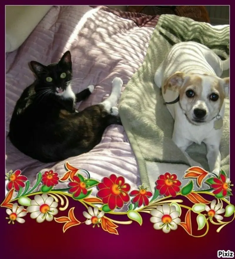 Andachtsbild von Silke mit Seelenhund Cassy und Katzendame Joyce tief im Herzen ❤