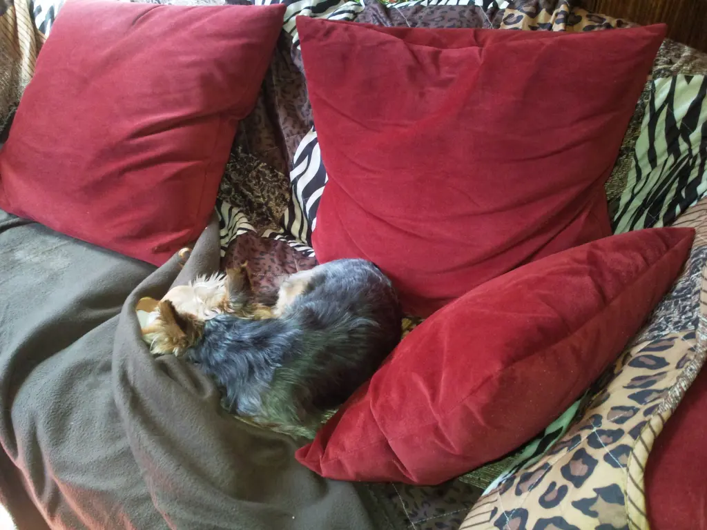Andachtsbild von Manuela mit Seelenhund Flick