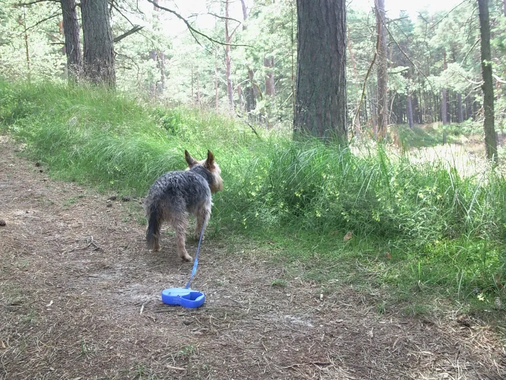 Andachtsbild von Manuela mit Seelenhund Flick
