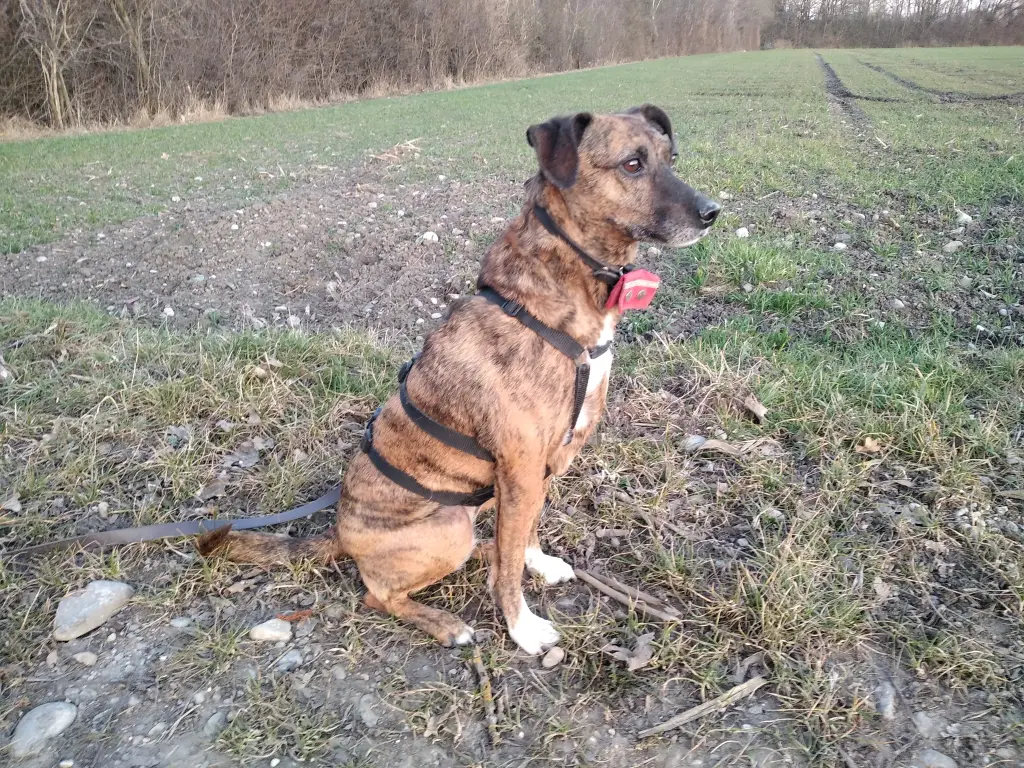 Andachtsbild von Für Gipsy Unser Schatz