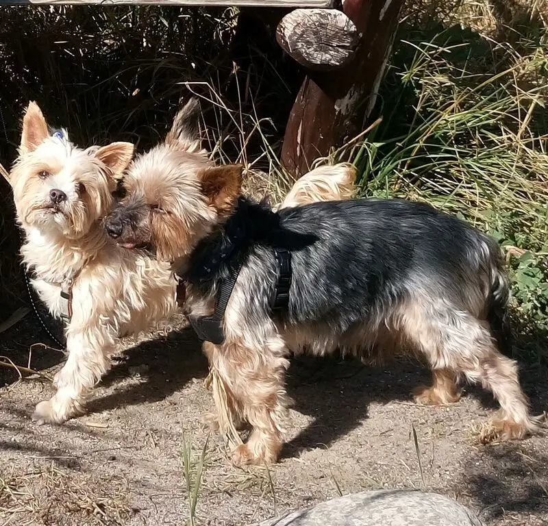 Andachtsbild von Manuela mit Flick und Offi