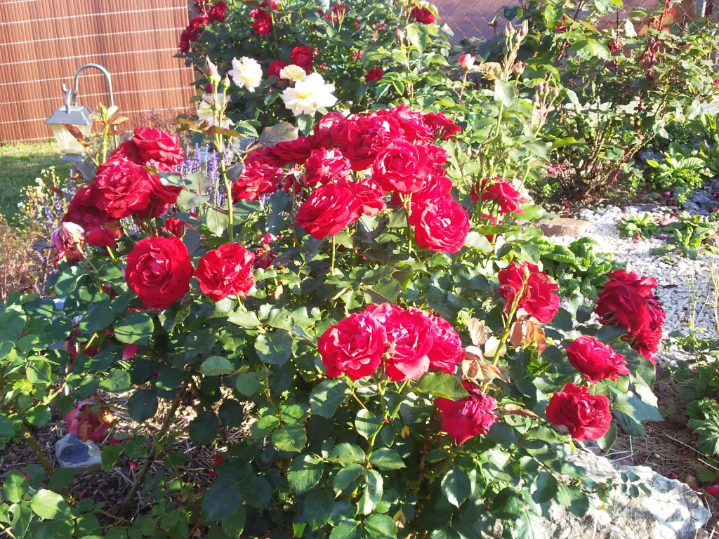 Andachtsbild von Manuela mit Seelenhund Flick und der kleinen Prinzessin Offi