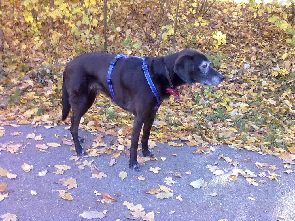 Bild von Gipsy
