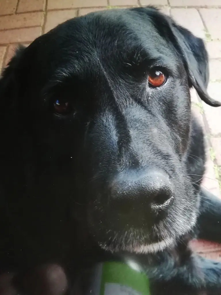 Condolence image of Lotti