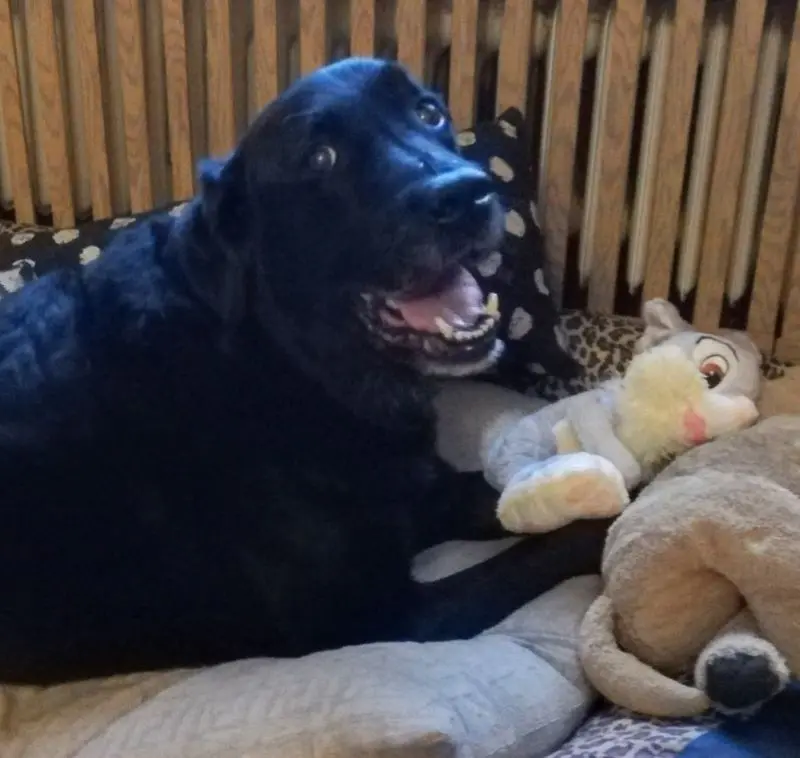 Condolence image of Lotti