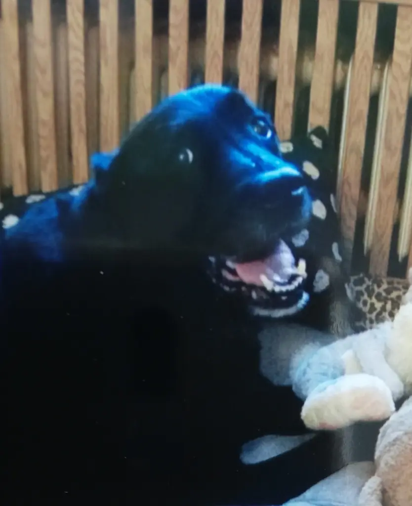 Condolence image of Lotti