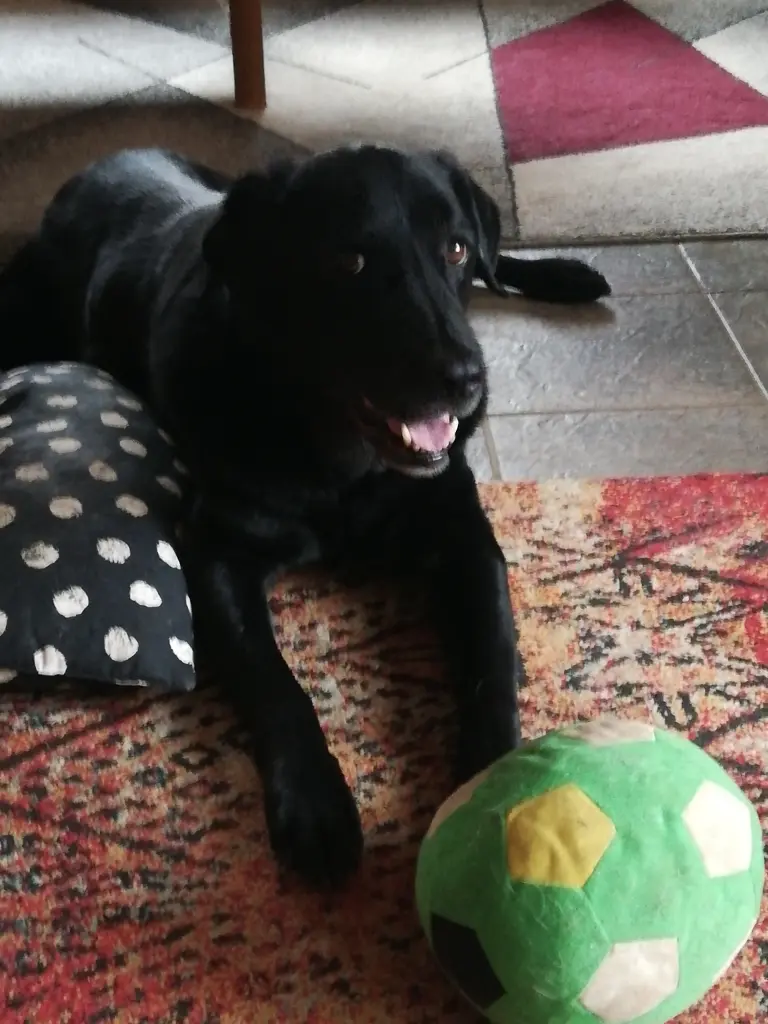 Condolence image of Lotti