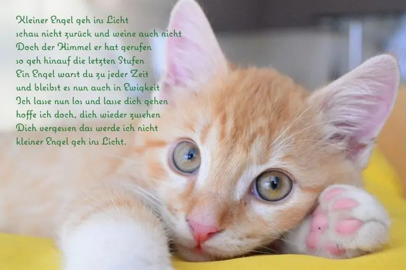 Condolence image of Jeannette mit Sisi und Lissy im ❤️