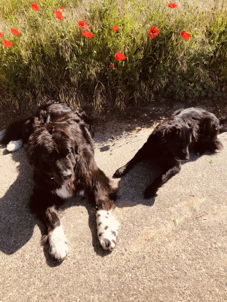 Image from Queenie