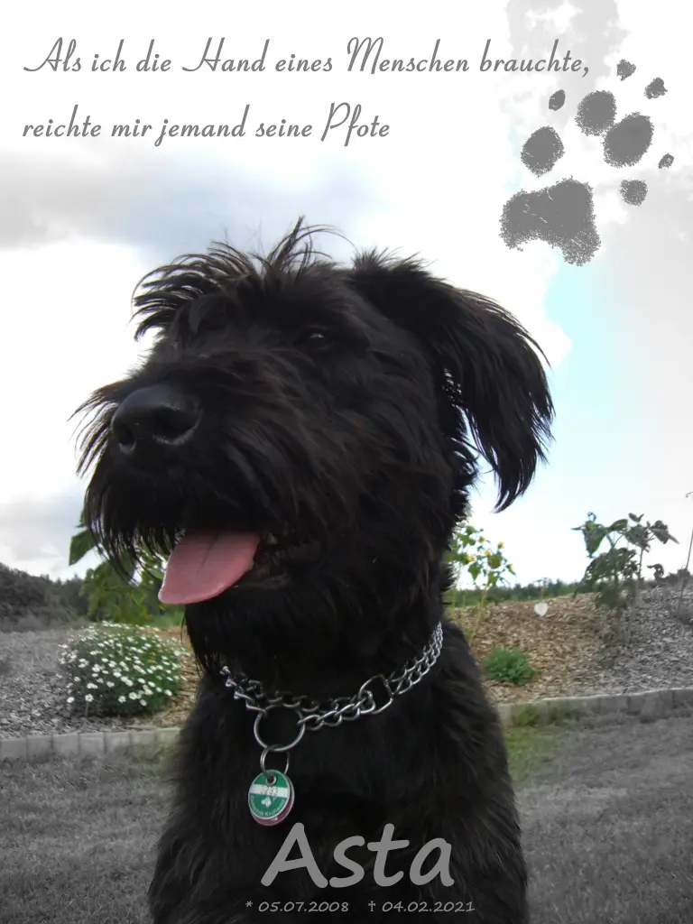 Image from Asta