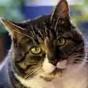 Image from BRUNO