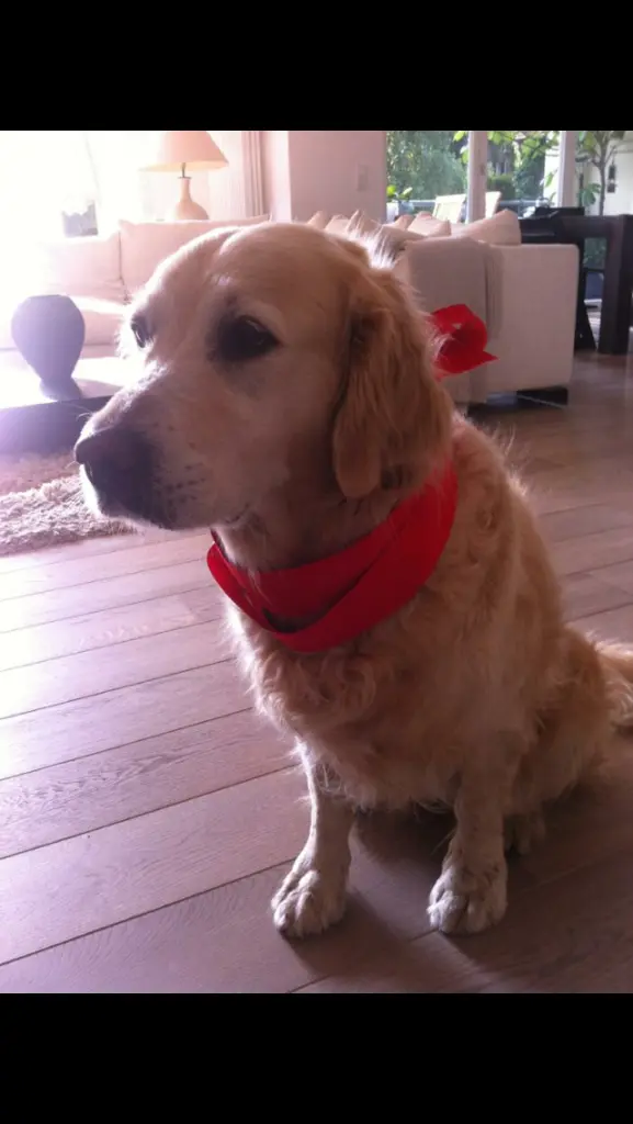 Condolence image of Sylvie