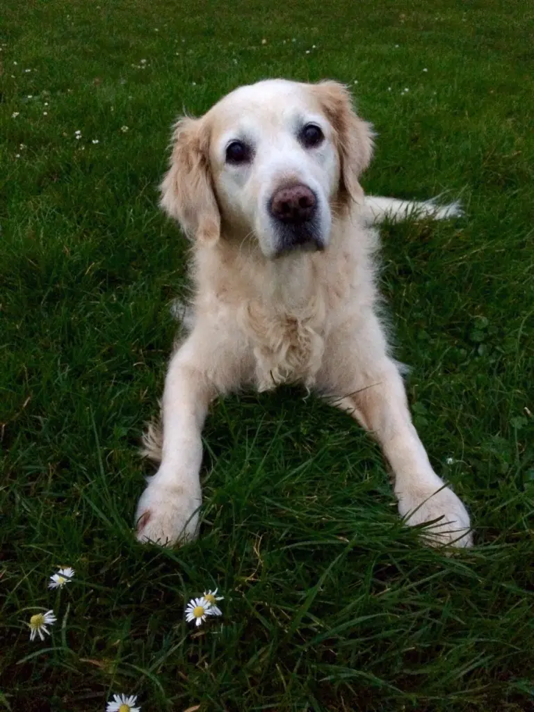 Condolence image of Sylvie