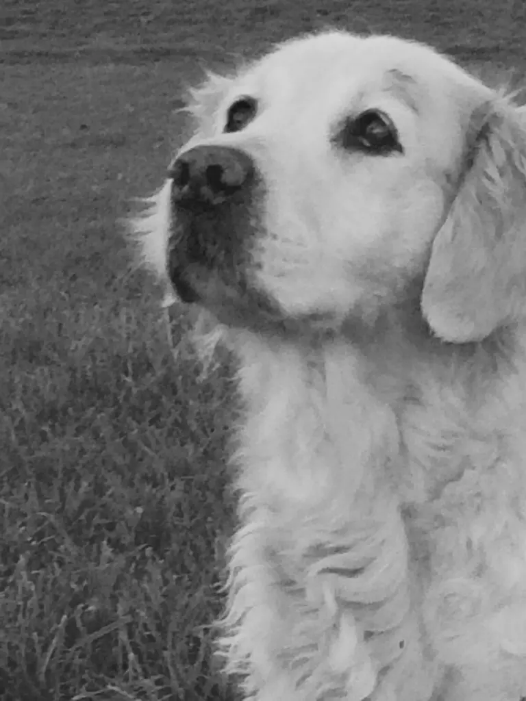 Condolence image of Sylvie