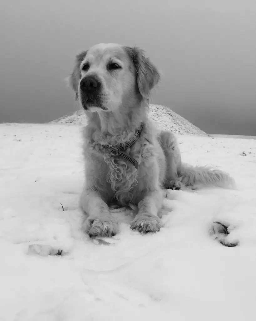 Condolence image of Sylvie
