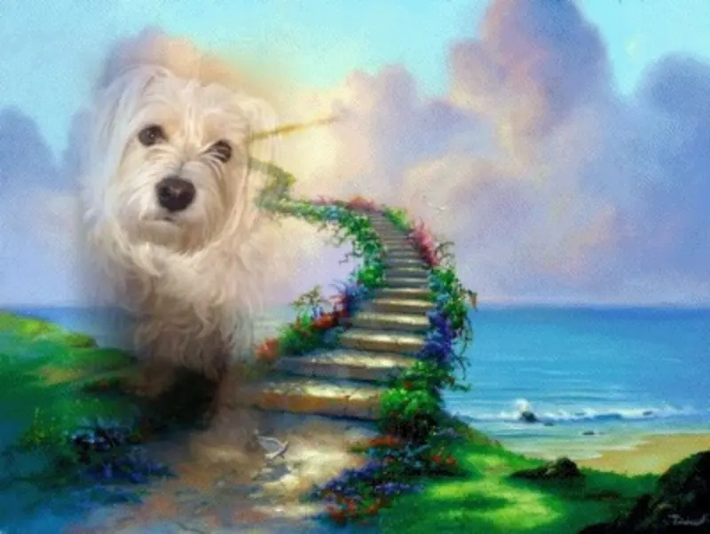Condolence image of Fur Janca❤️