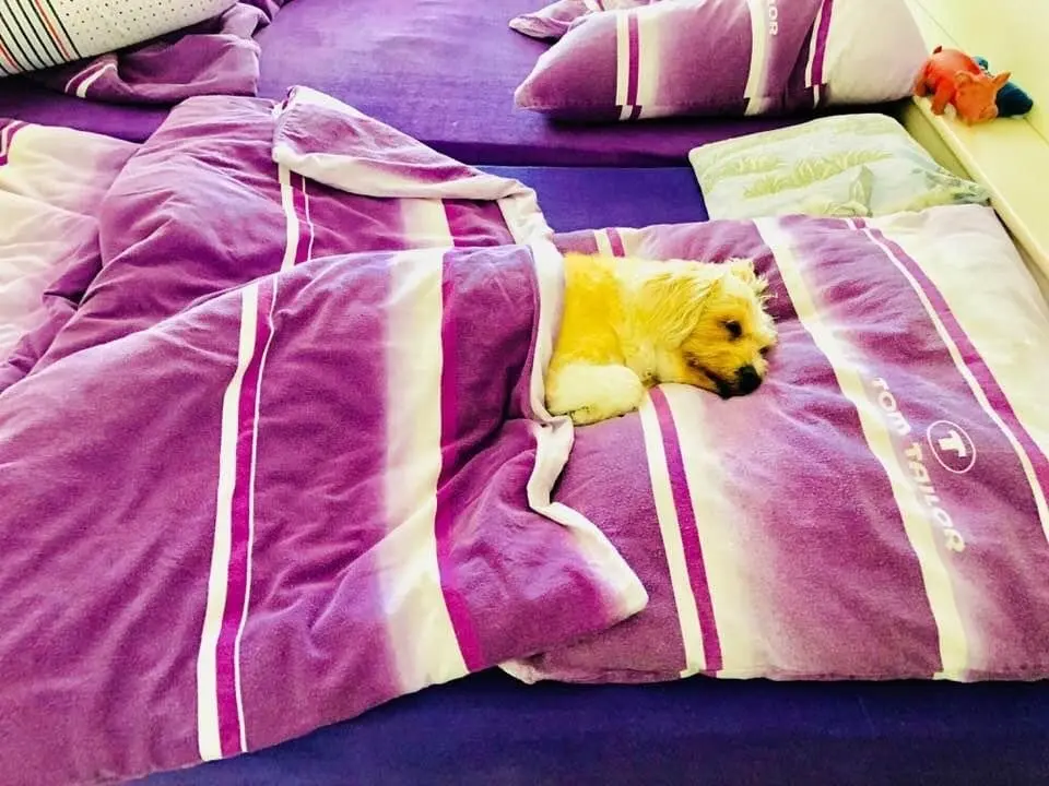 Image from Yanca
