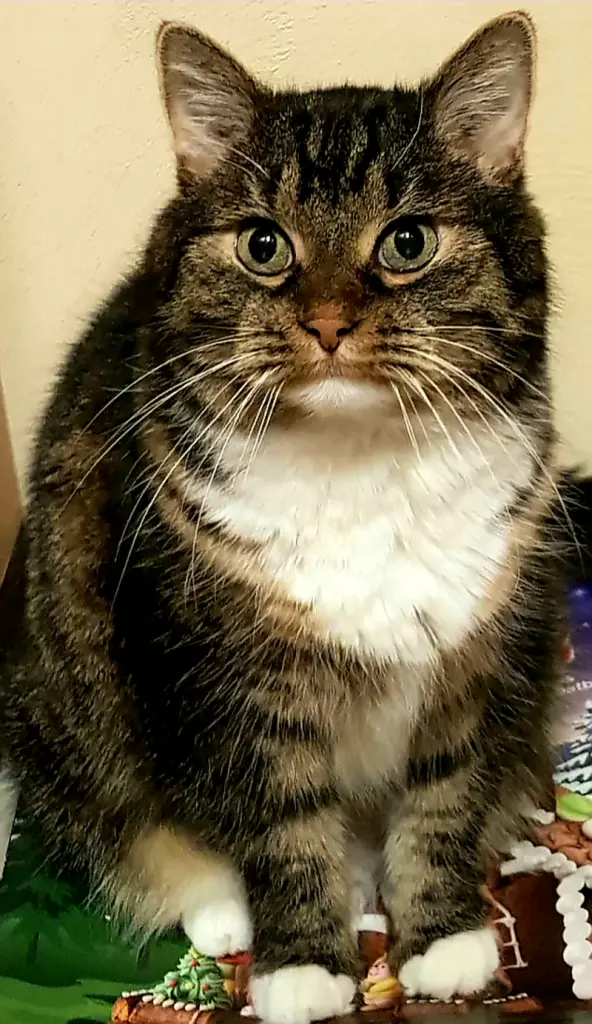 Condolence image of Kerstin Herden mit Stern