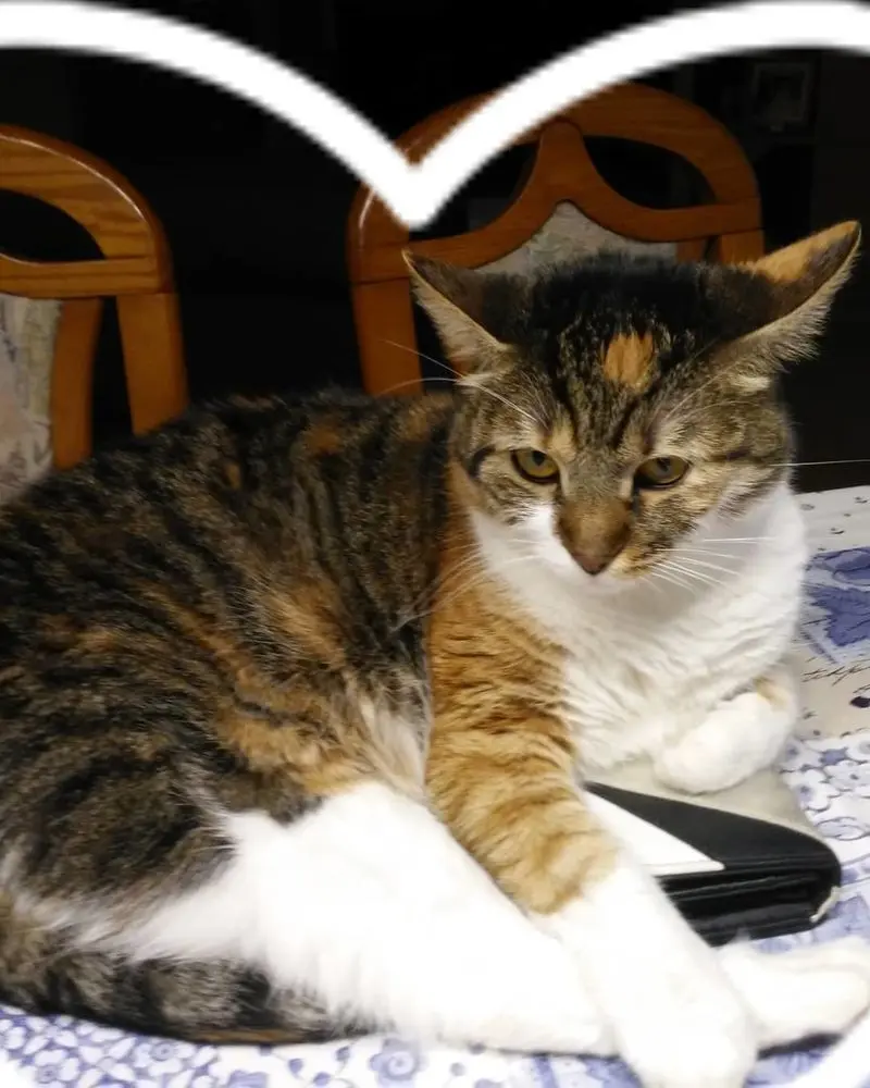 Condolence image of Carmen Landgraf