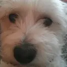 Image from Buffy