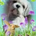 Condolence image of Marika mit Hippo & Balou im Herzen