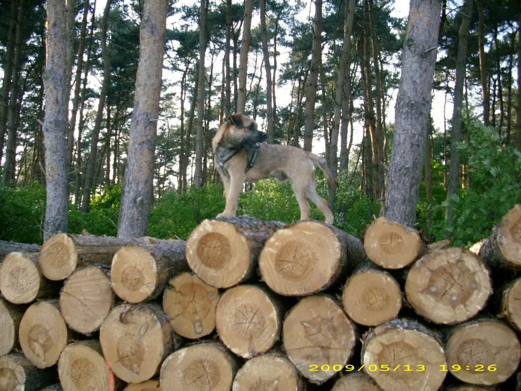 Image from Alvik