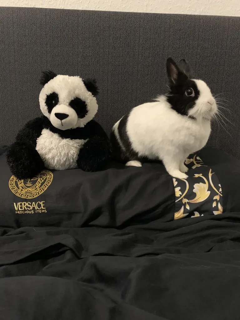 Image from Momo