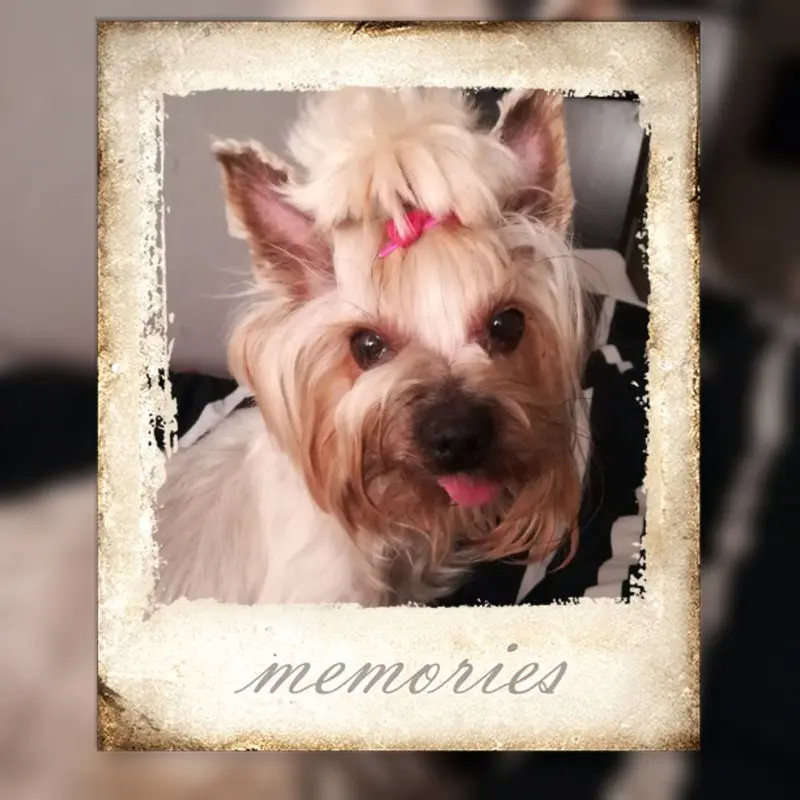 Condolence image of Lucyna mit Lilly ganz tief im Herzen