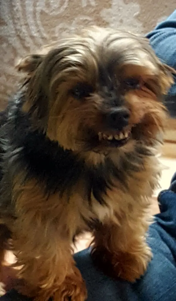 Image from Scooby