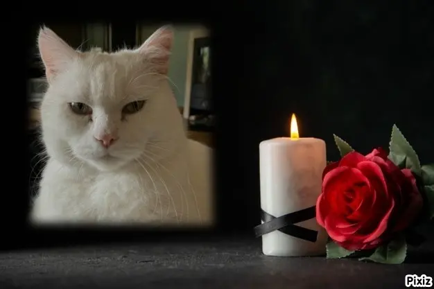 Condolence image of Tanja mit Timmy im Herzen