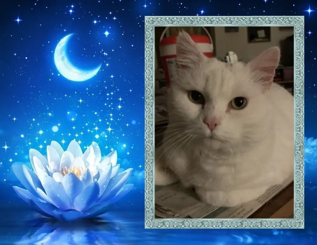 Condolence image of Andrea mit Minki im ♥️